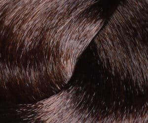 Coloration 6.32 100ml- Huesee